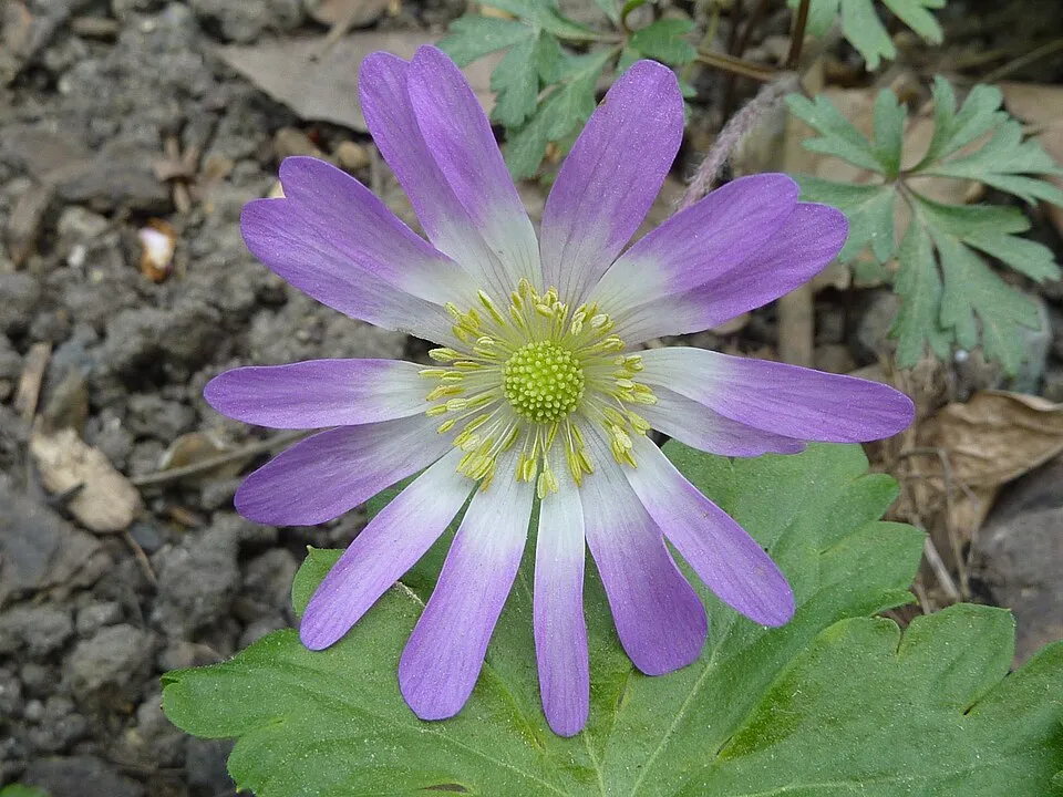 Angol gólyaorr / Geranium × cantabrigiense 'Cambridge'