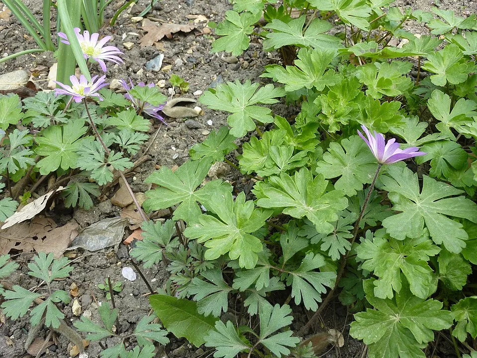 Angol gólyaorr / Geranium × cantabrigiense 'Cambridge'
