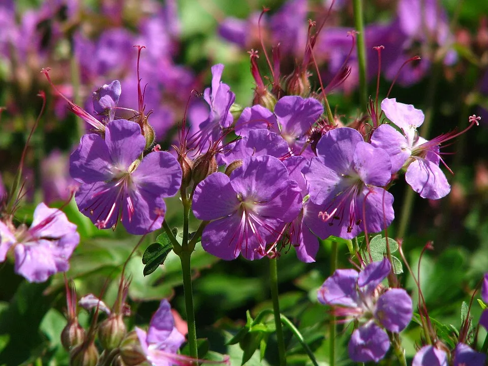 Angol gólyaorr / Geranium × cantabrigiense 'Cambridge'