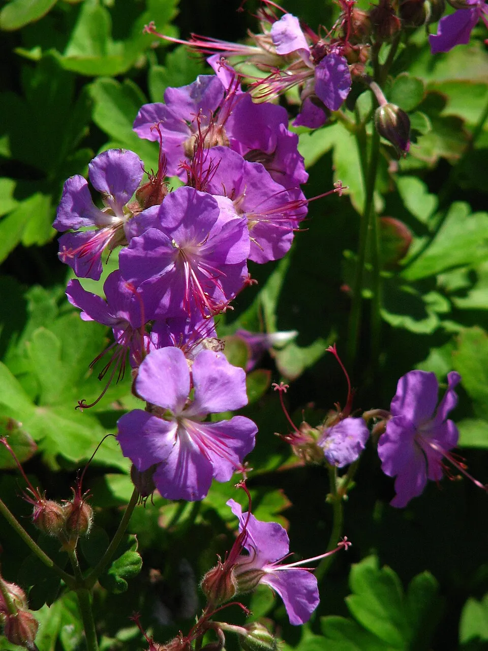 Angol gólyaorr / Geranium × cantabrigiense 'Cambridge'