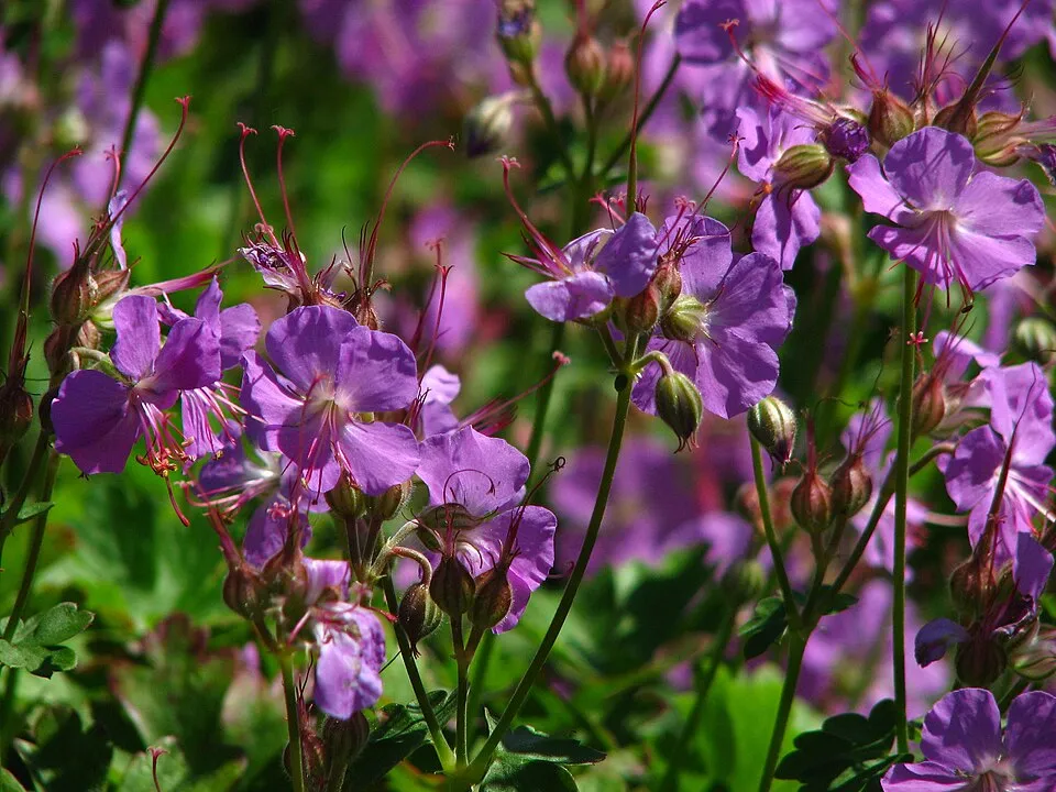 Angol gólyaorr / Geranium × cantabrigiense 'Cambridge'
