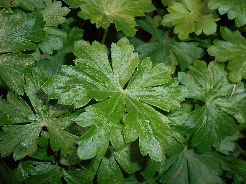 Angol gólyaorr / Geranium × cantabrigiense 'Cambridge'