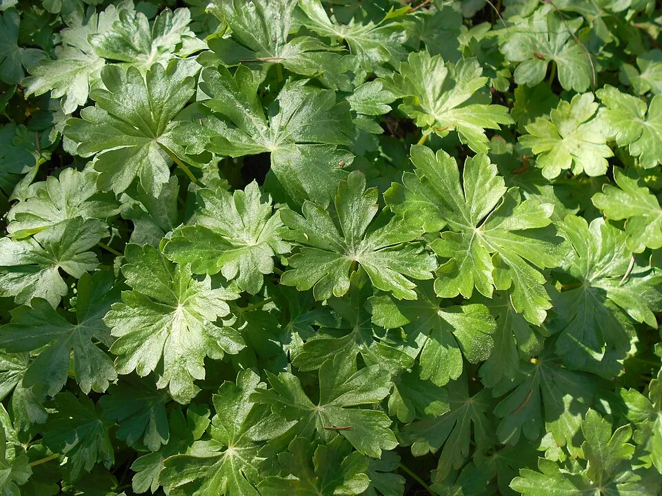 Angol gólyaorr / Geranium × cantabrigiense 'Cambridge'