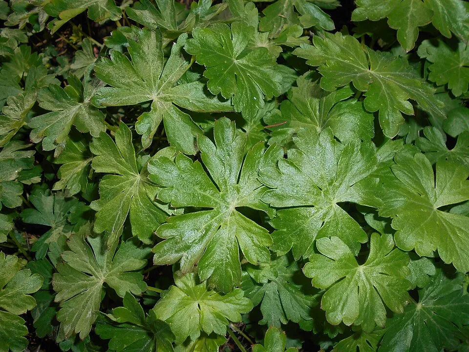 Angol gólyaorr / Geranium × cantabrigiense 'Cambridge'