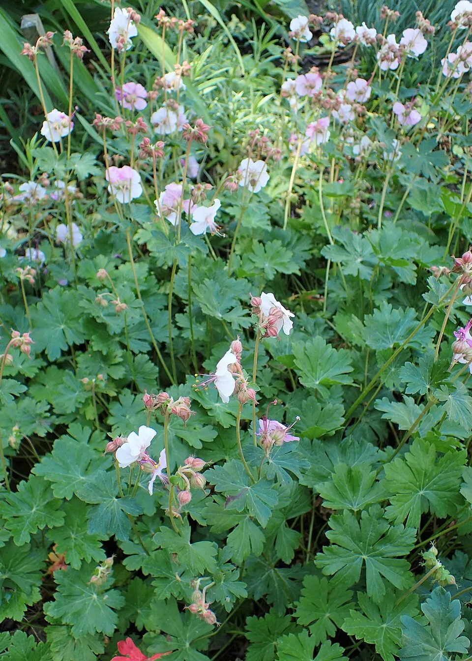Angol gólyaorr / Geranium × cantabrigiense 'St. Ola'