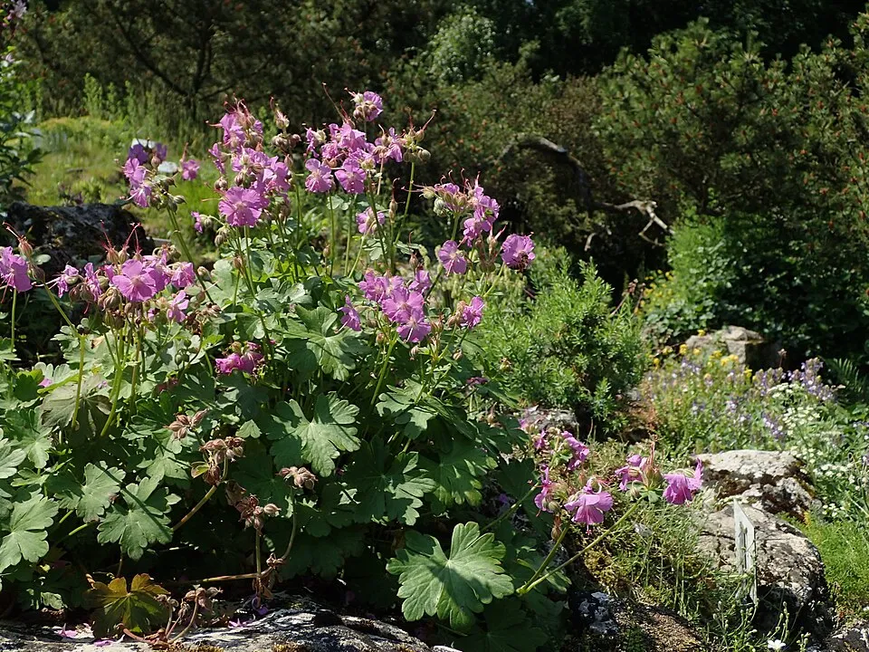 Angol gólyaorr / Geranium × cantabrigiense 'St. Ola'