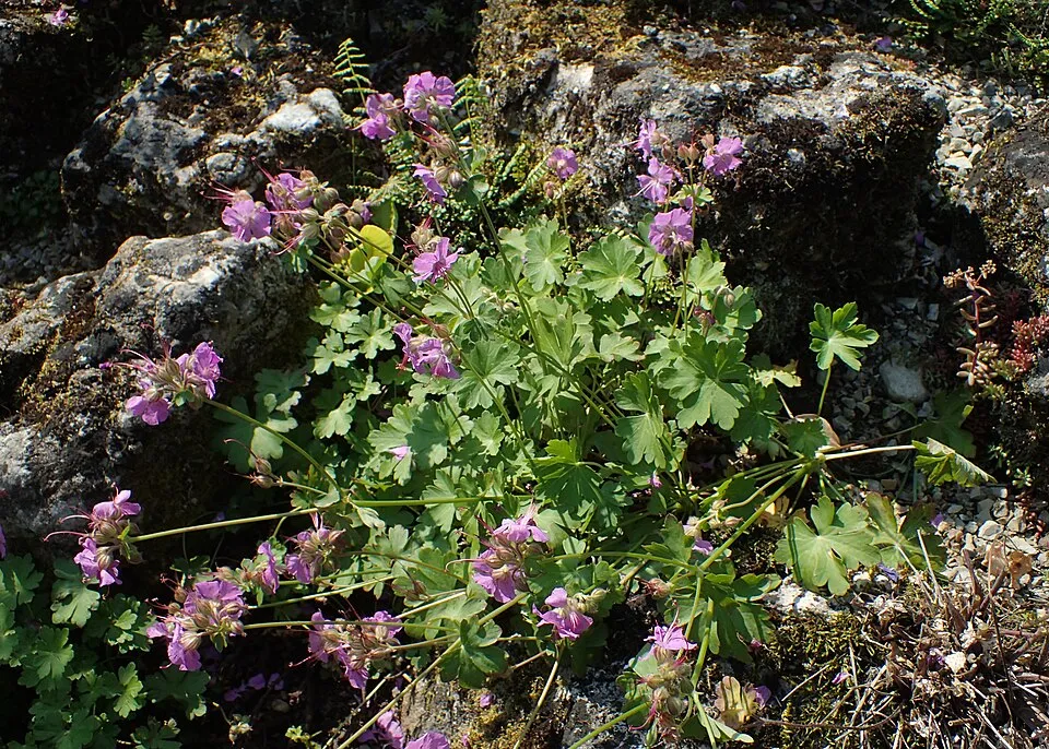 Angol gólyaorr / Geranium × cantabrigiense 'St. Ola'