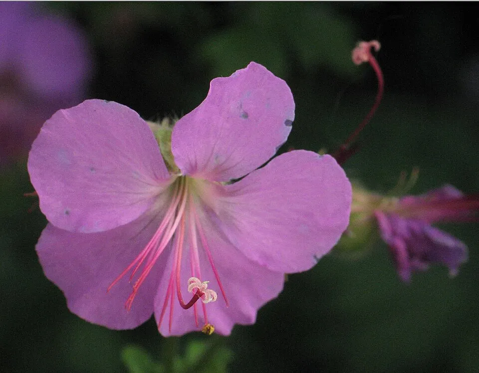 Angol gólyaorr / Geranium × cantabrigiense 'St. Ola'