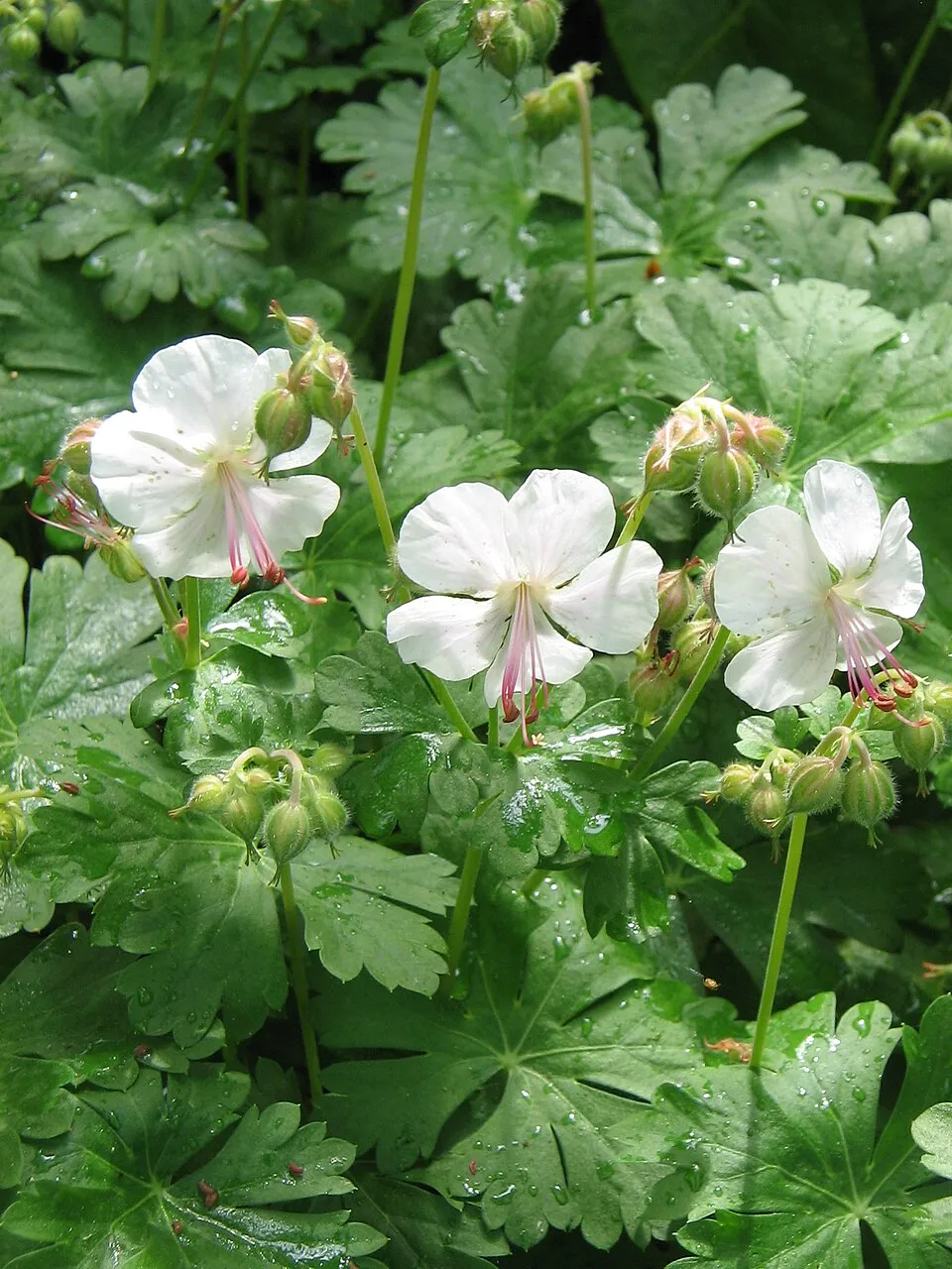 Angol gólyaorr / Geranium × cantabrigiense 'St. Ola'