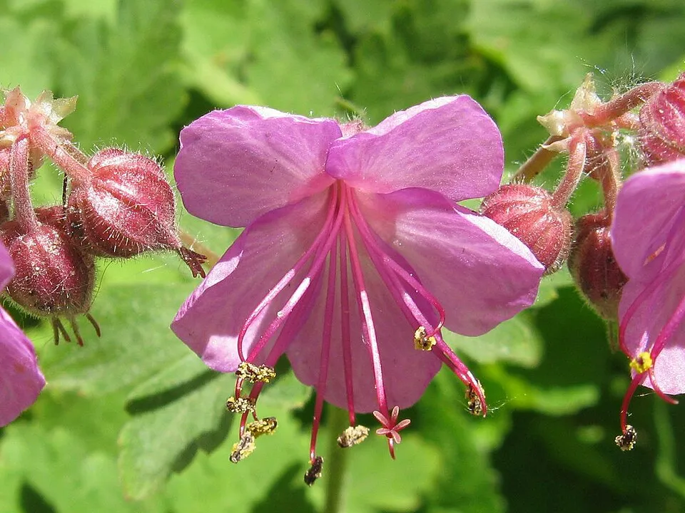 Angol gólyaorr / Geranium × cantabrigiense 'St. Ola'
