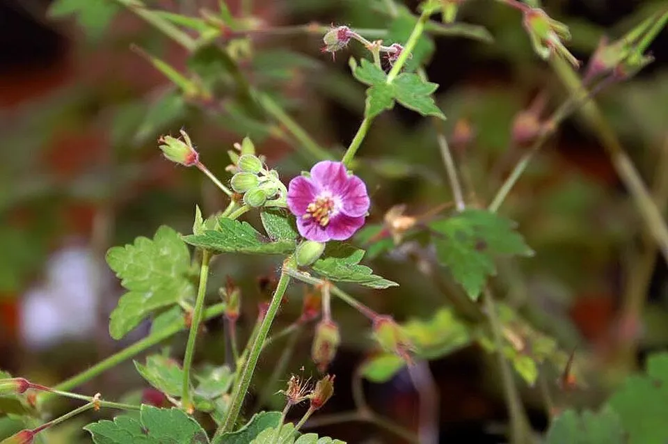 Angol gólyaorr / Geranium × cantabrigiense 'St. Ola'