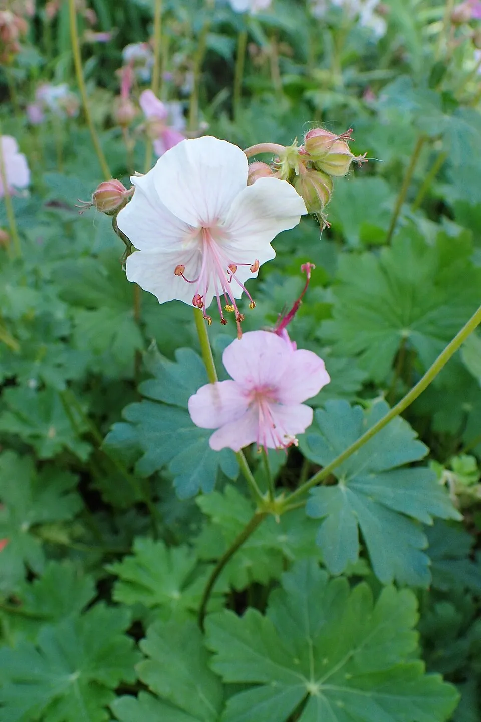 Angol gólyaorr / Geranium × cantabrigiense 'St. Ola'