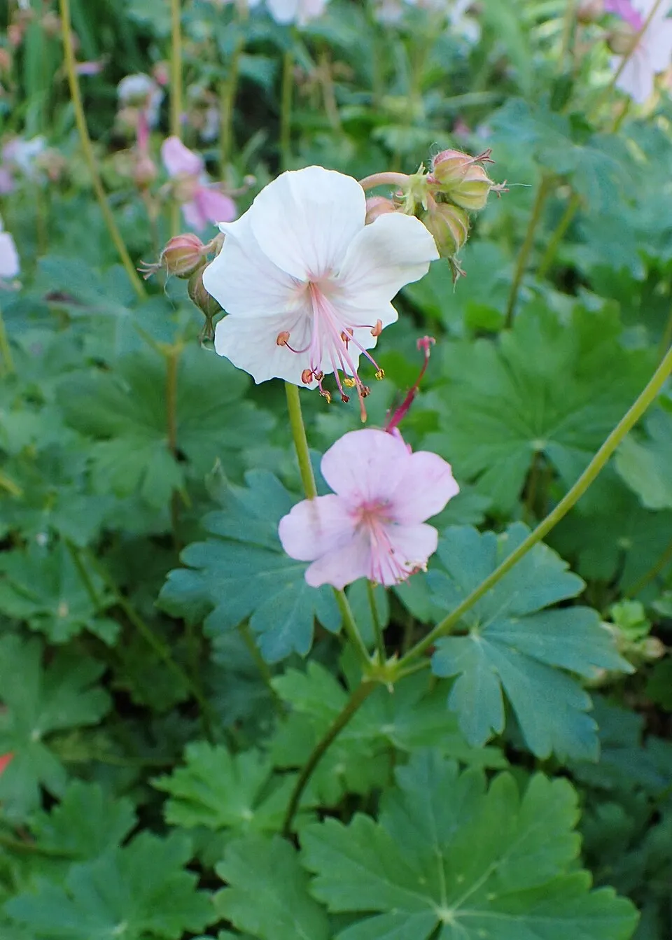 Angol gólyaorr / Geranium × cantabrigiense 'St. Ola'