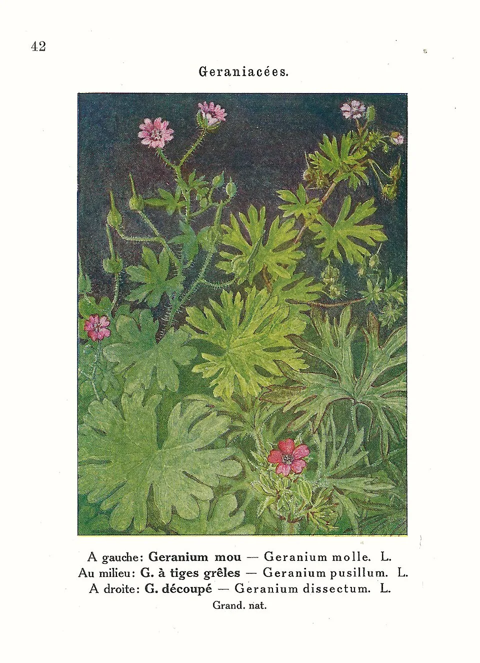 Gólyaorr / Geranium gracile 'Sirak'