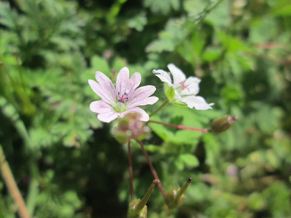 Gólyaorr / Geranium gracile 'Sirak'