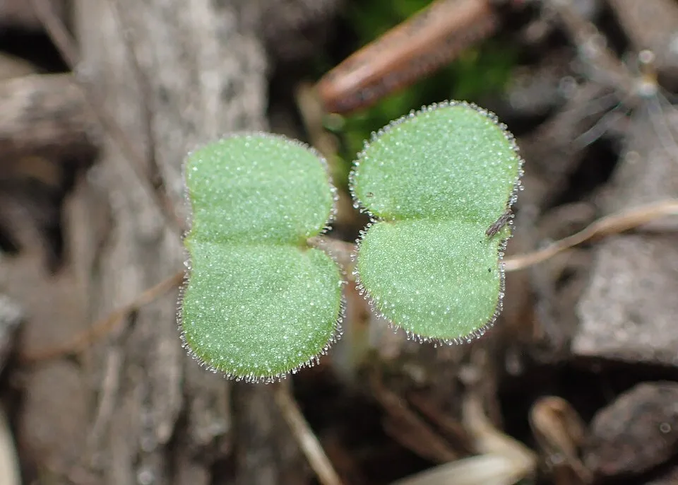 Gólyaorr / Geranium gracile 'Sirak'