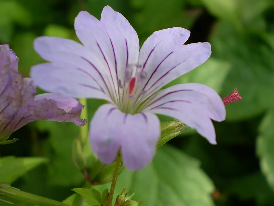 Gólyaorr / Geranium gracile 'Sirak'