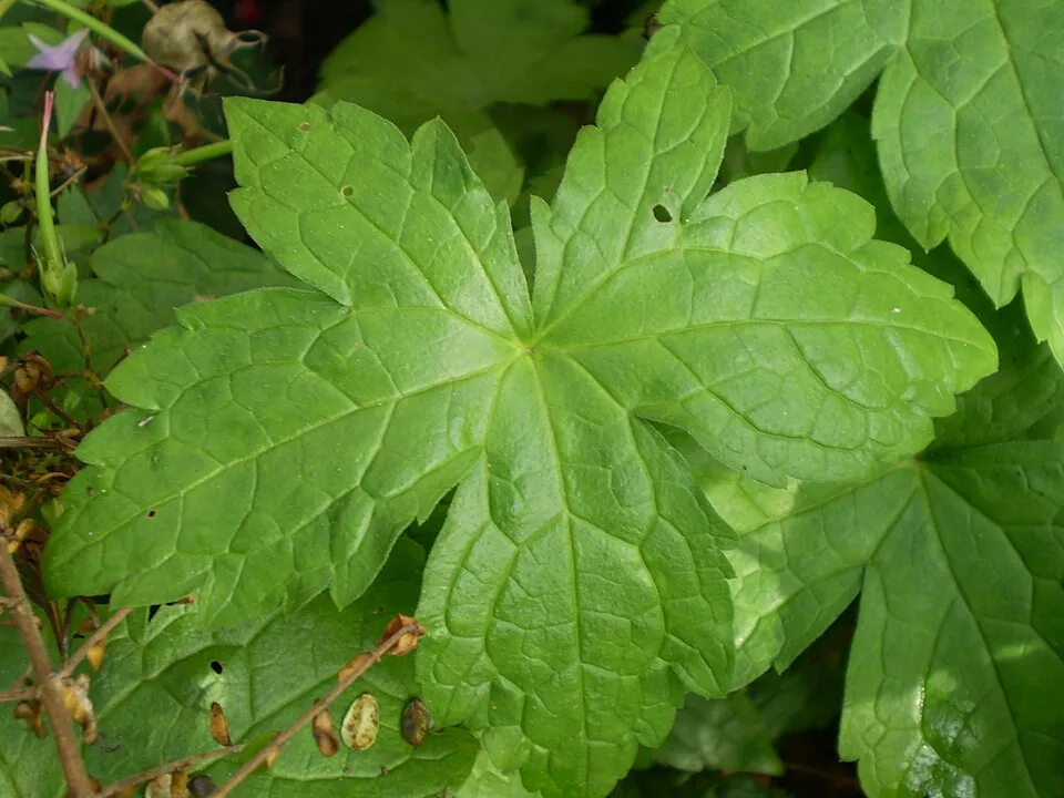 Gólyaorr / Geranium gracile 'Sirak'