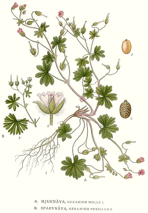Gólyaorr / Geranium gracile 'Sirak'