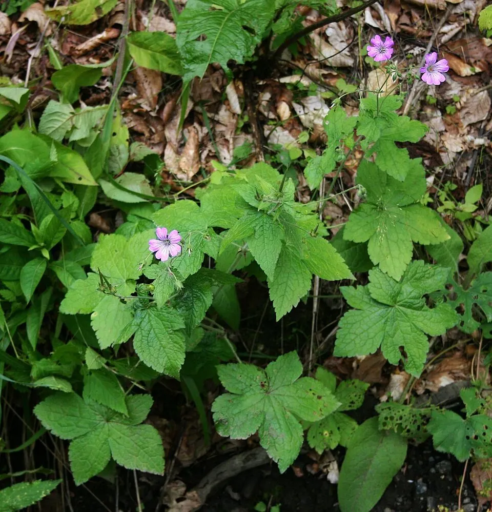 Gólyaorr / Geranium gracile 'Sirak'