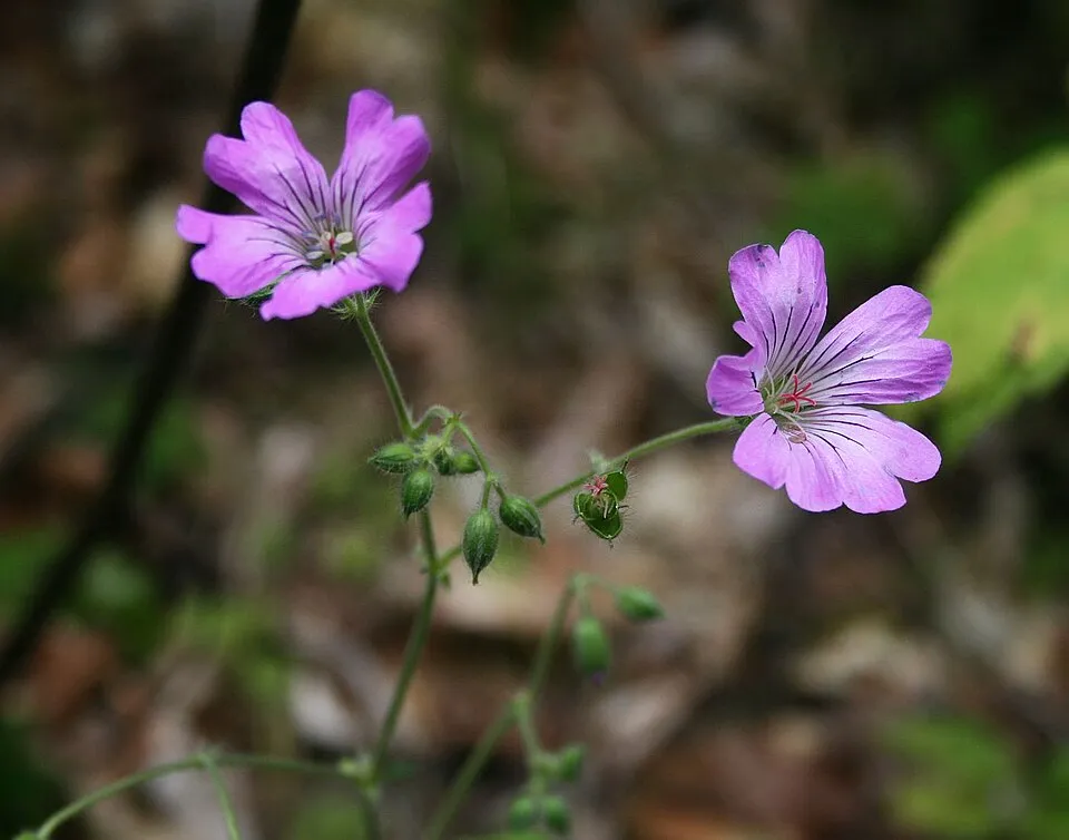 Gólyaorr / Geranium gracile 'Sirak'
