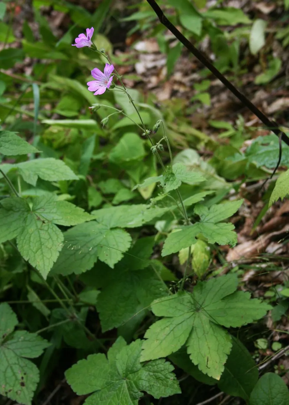 Gólyaorr / Geranium gracile 'Sirak'