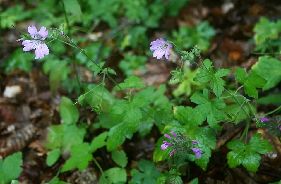 Gólyaorr / Geranium gracile 'Sirak'