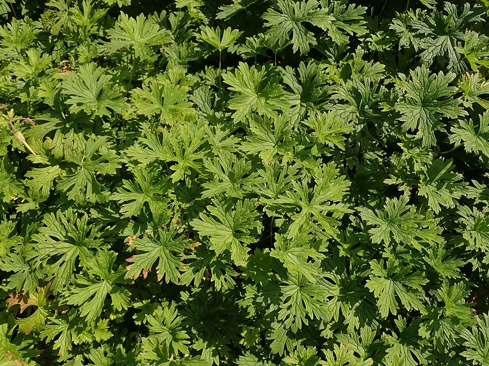 Nagyvirágú gólyaorr / Geranium himalayense 'Baby Blue'