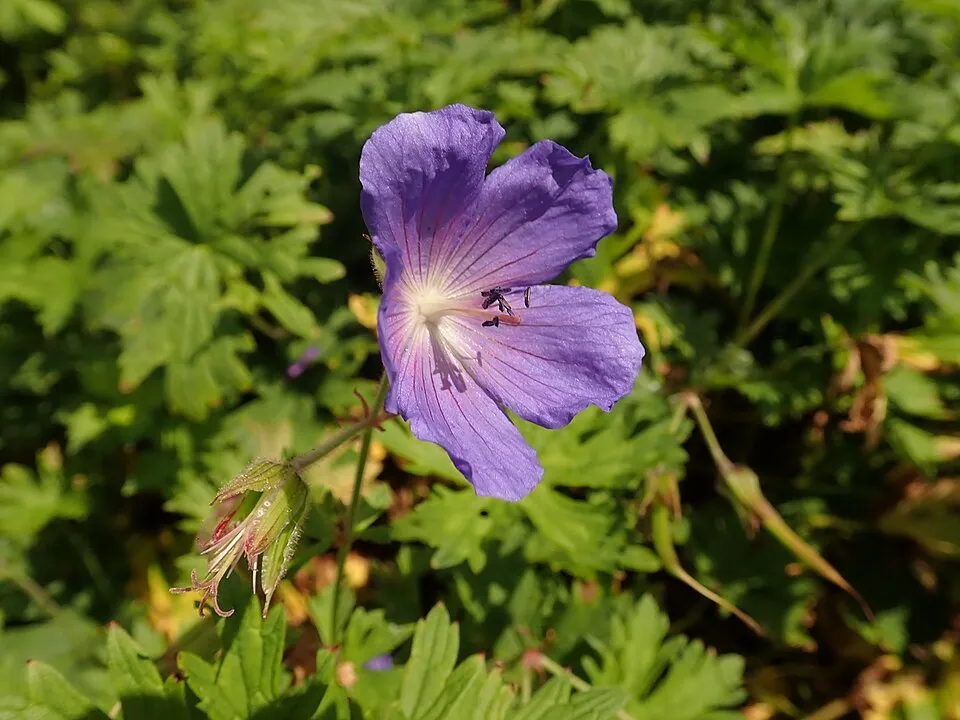 Nagyvirágú gólyaorr / Geranium himalayense 'Baby Blue'