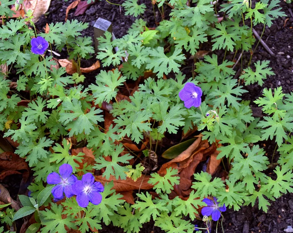 Nagyvirágú gólyaorr / Geranium himalayense 'Gravetye'