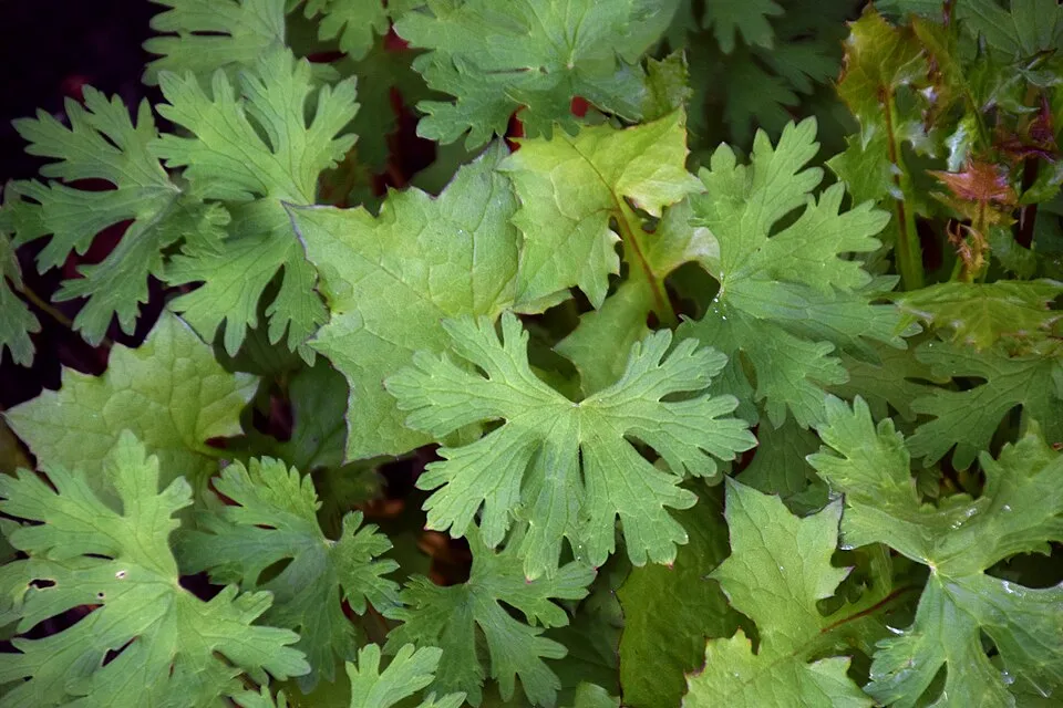 Nagyvirágú gólyaorr / Geranium himalayense 'Gravetye'