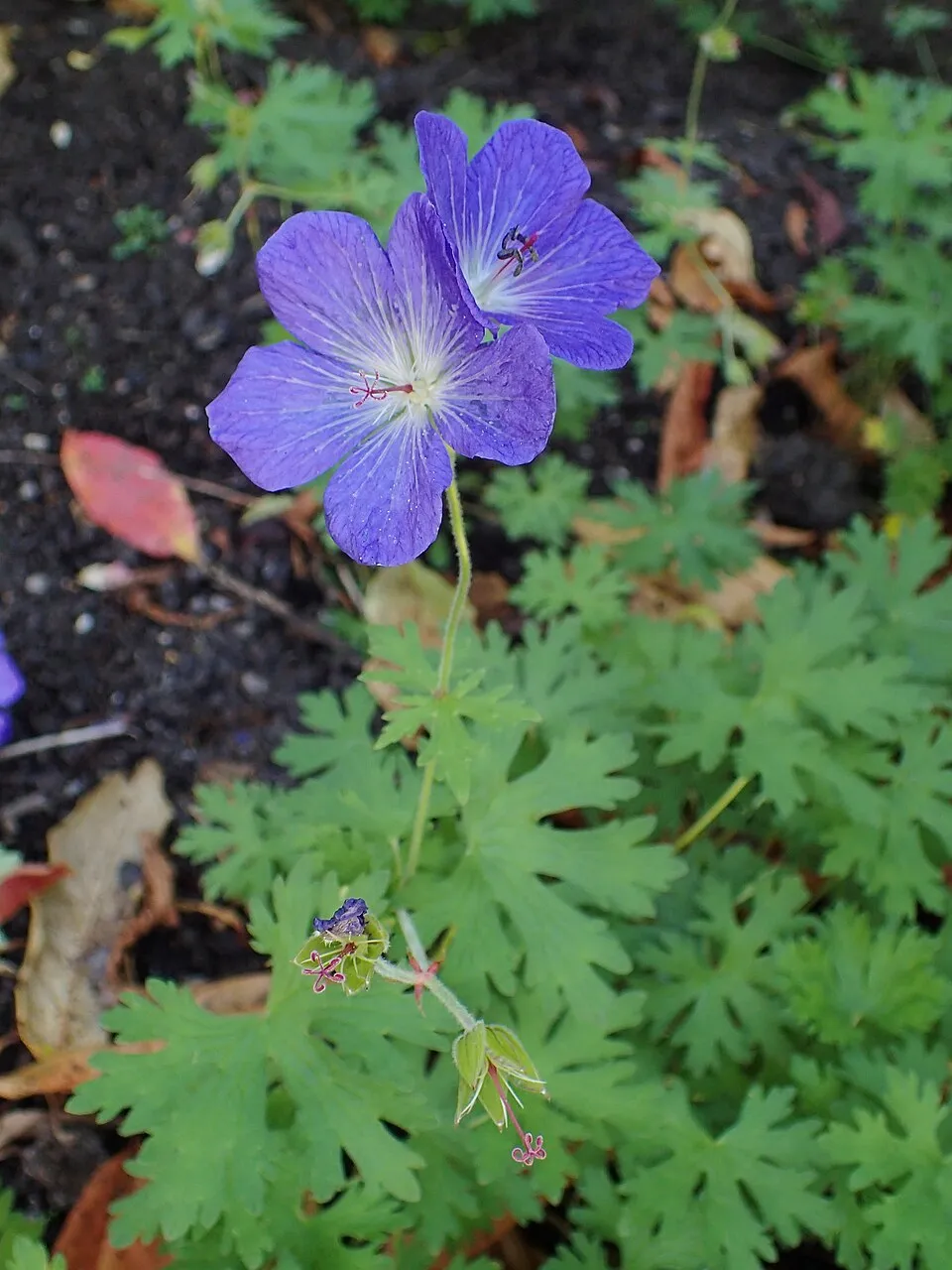 Nagyvirágú gólyaorr / Geranium himalayense 'Gravetye'
