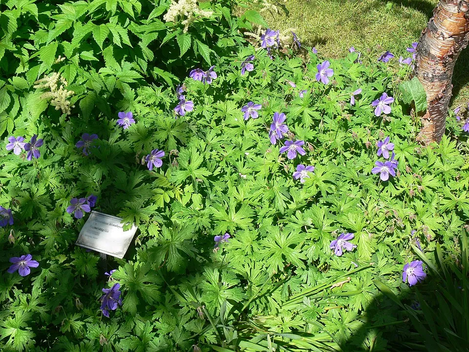 Nagyvirágú gólyaorr / Geranium himalayense 'Gravetye'