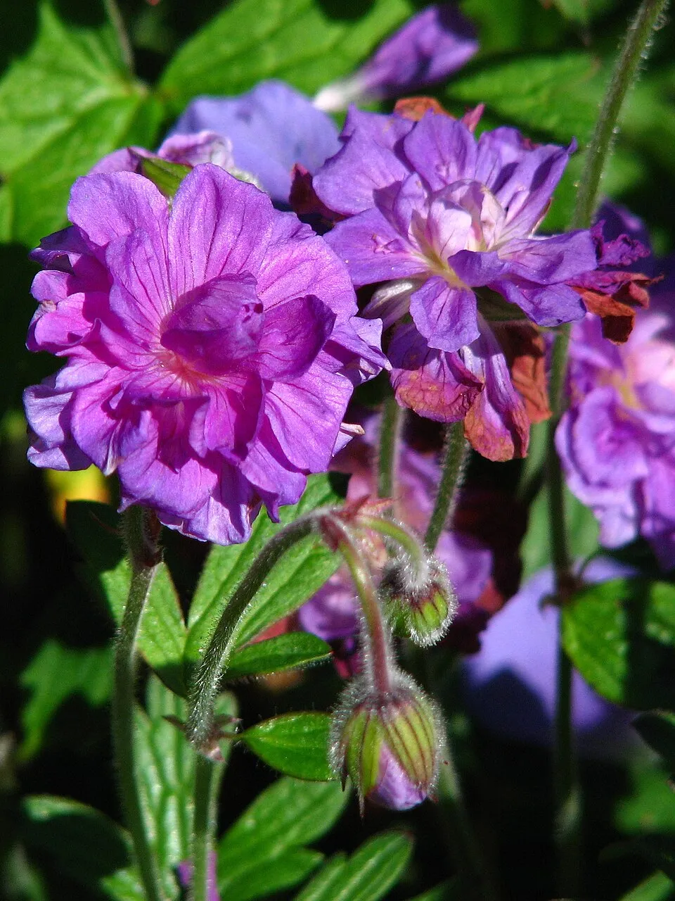 Nagyvirágú gólyaorr / Geranium himalayense 'Gravetye'