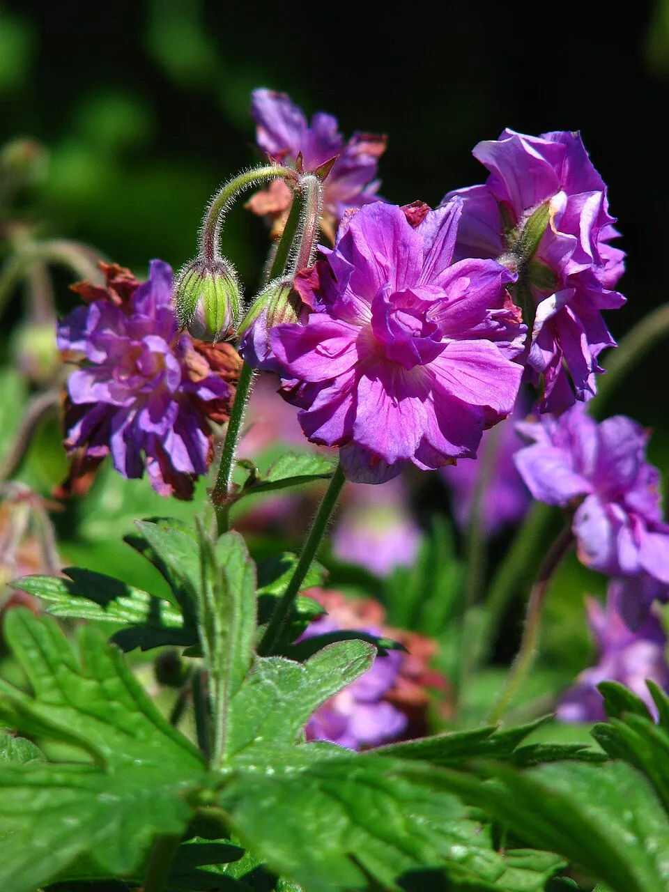 Nagyvirágú gólyaorr / Geranium himalayense 'Gravetye'