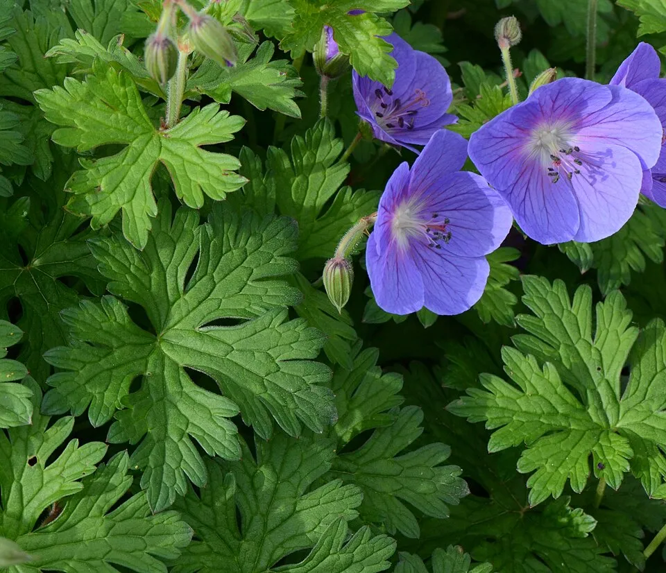 Nagyvirágú gólyaorr / Geranium himalayense 'Gravetye'