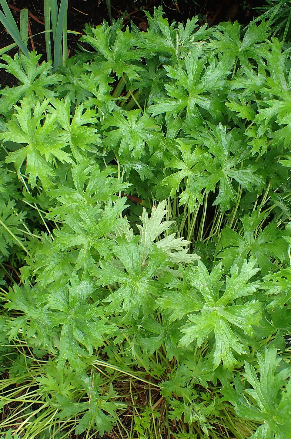Nagyvirágú gólyaorr / Geranium himalayense 'Gravetye'