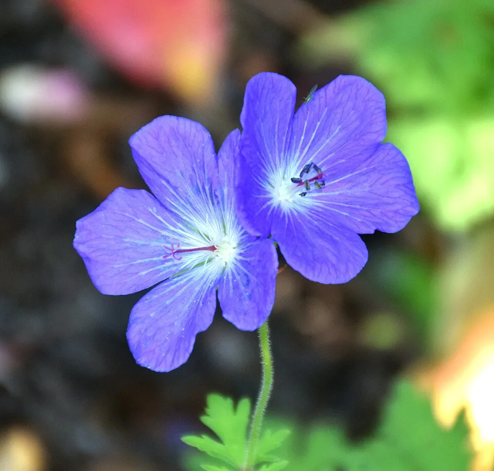 Nagyvirágú gólyaorr / Geranium himalayense 'Gravetye'