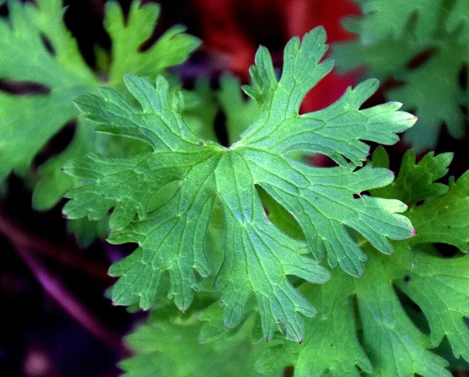 Nagyvirágú gólyaorr / Geranium himalayense 'Gravetye'