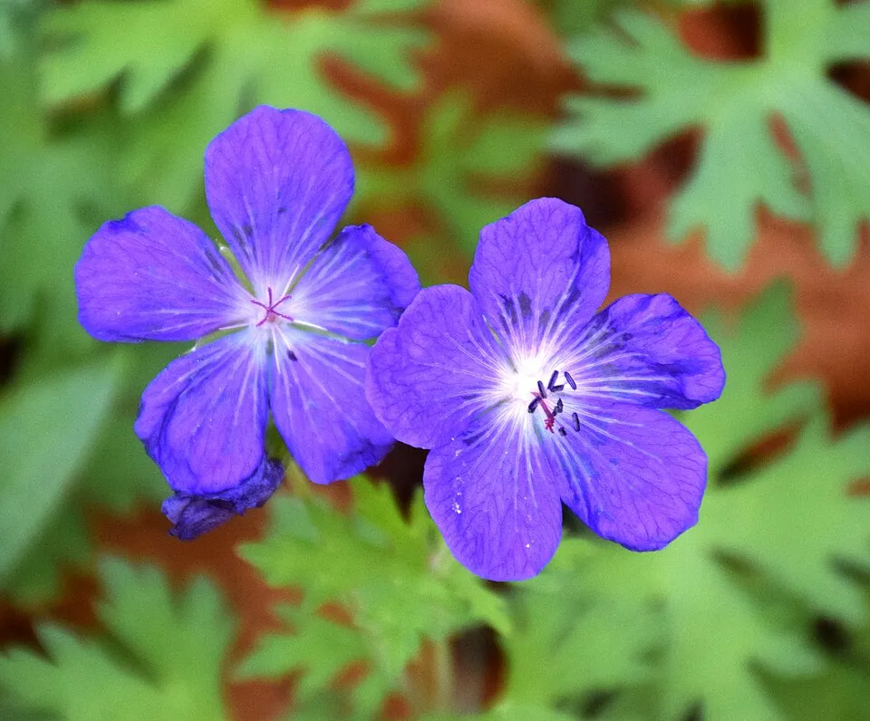 Nagyvirágú gólyaorr / Geranium himalayense 'Gravetye'