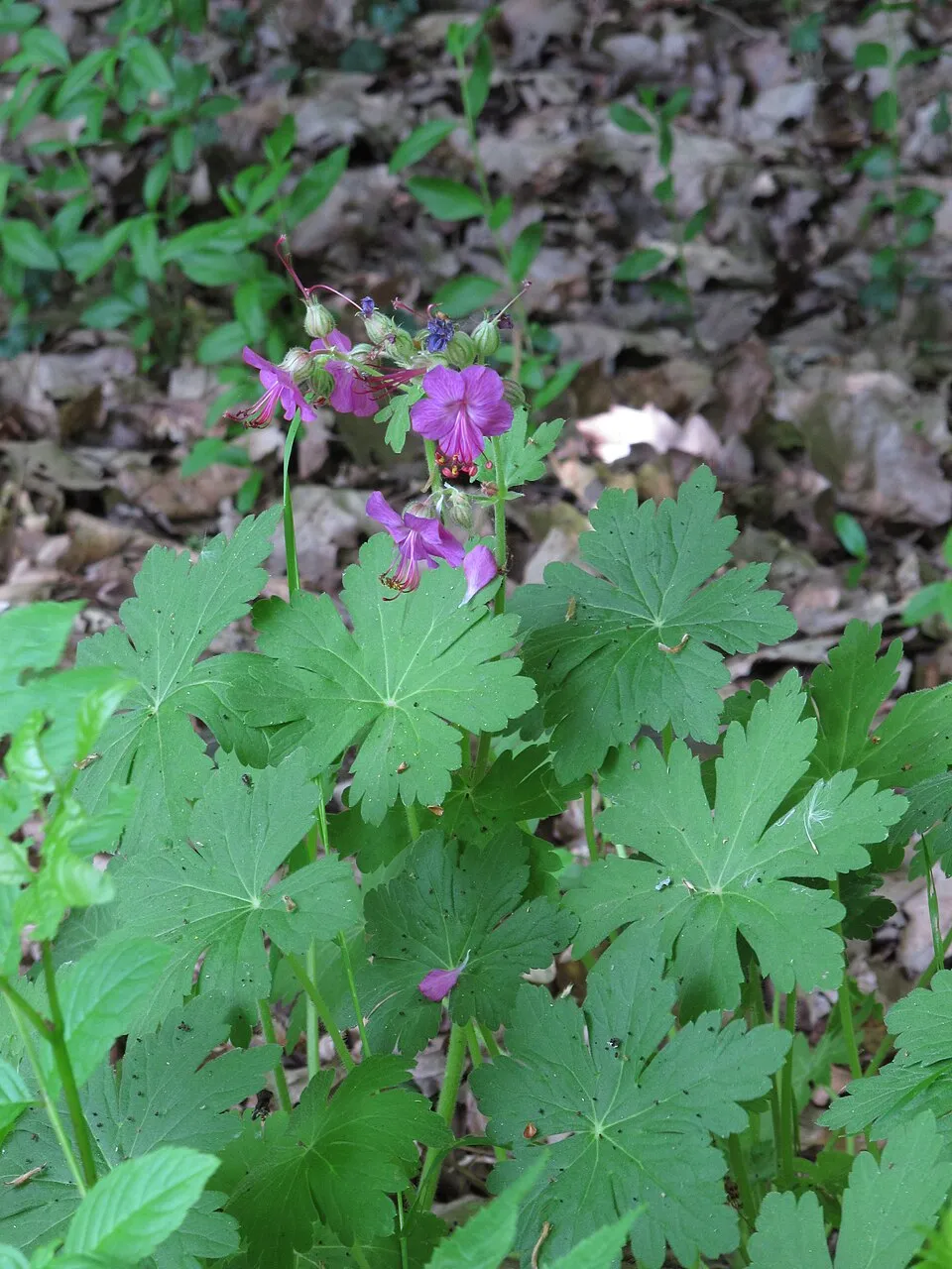 Illatos gólyaorr / Geranium macrorrhizum 'Czakor'