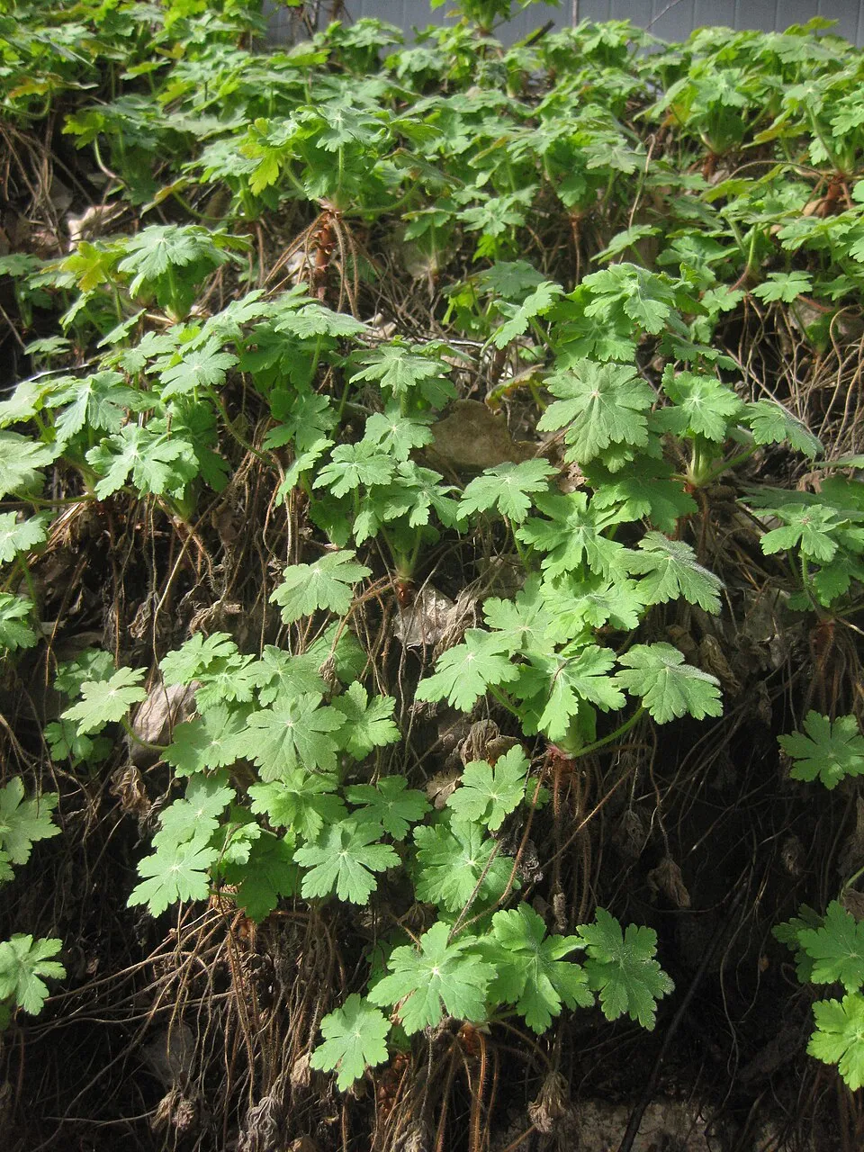 Illatos gólyaorr / Geranium macrorrhizum 'Czakor'