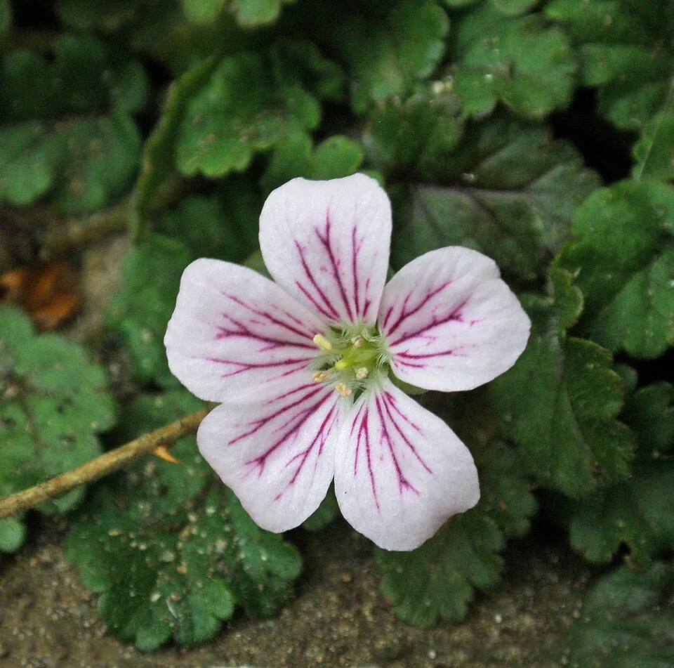 Illatos gólyaorr / Geranium macrorrhizum 'Czakor'