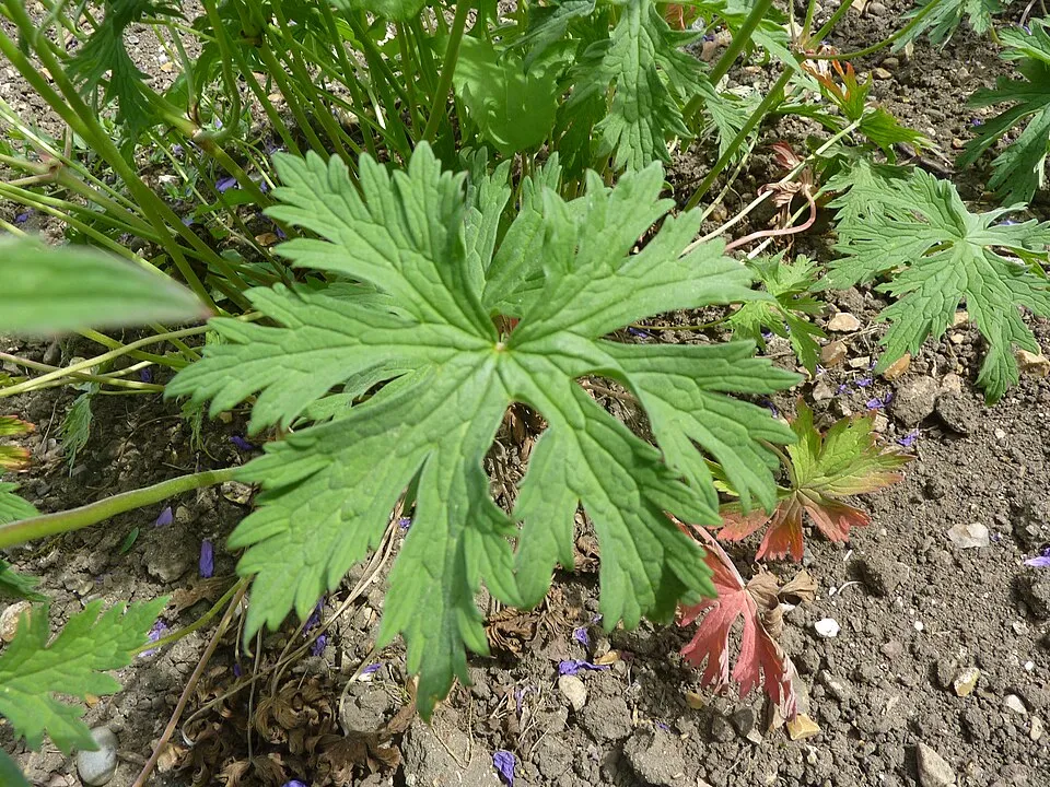 Illatos gólyaorr / Geranium macrorrhizum 'Czakor'