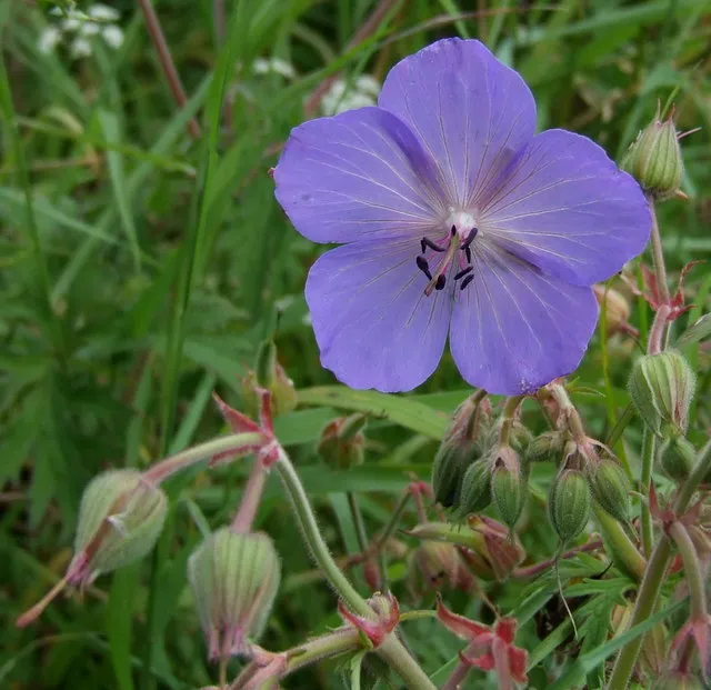 Illatos gólyaorr / Geranium macrorrhizum 'Czakor'