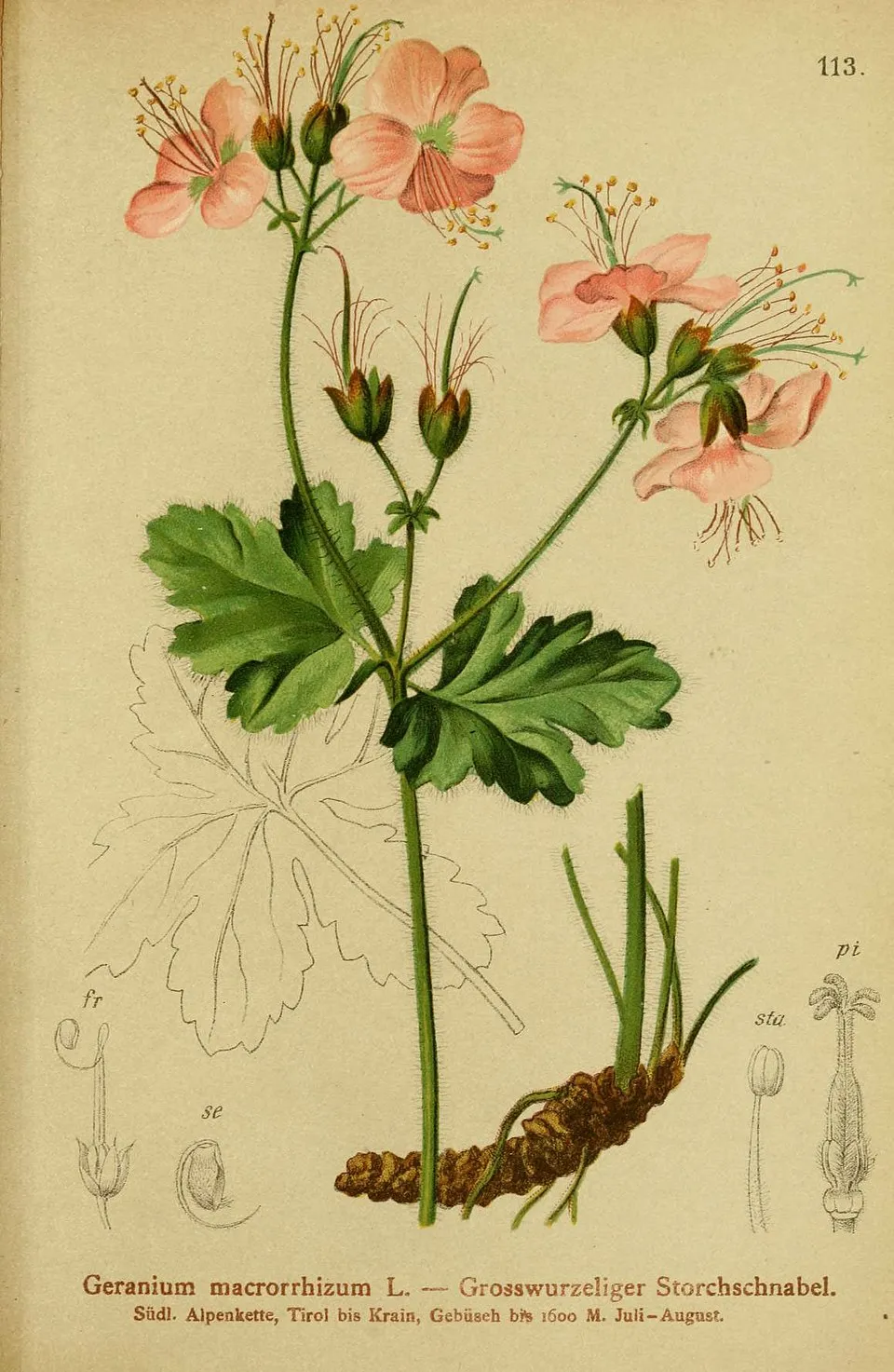 Illatos gólyaorr / Geranium macrorrhizum 'Czakor'