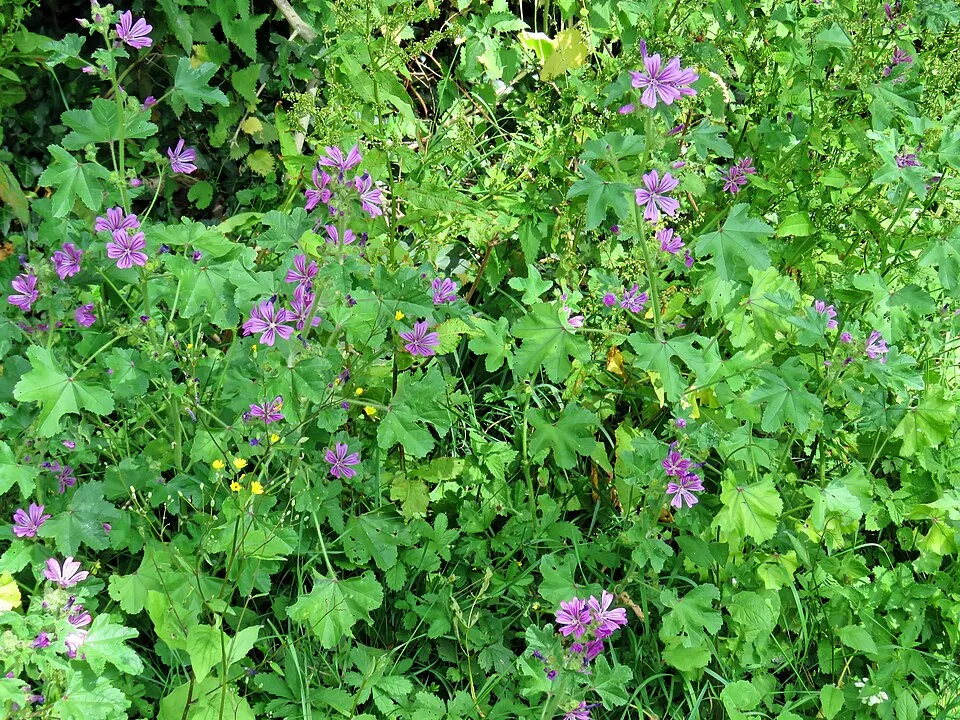 Illatos gólyaorr / Geranium macrorrhizum 'Czakor'