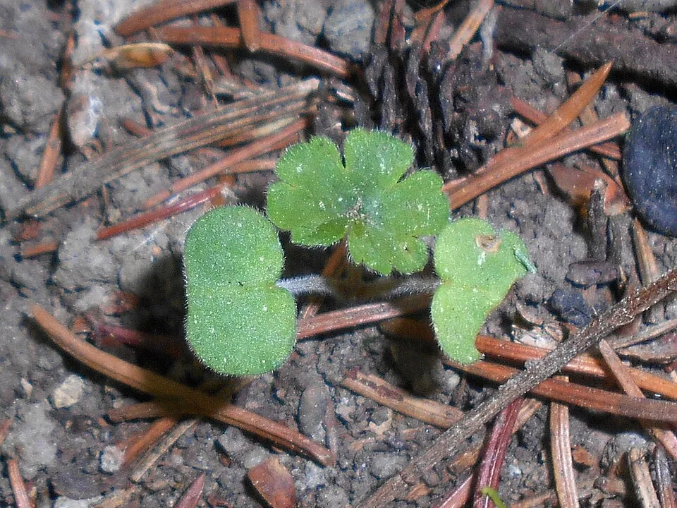 Illatos gólyaorr / Geranium macrorrhizum 'Ingwersen's Variety'