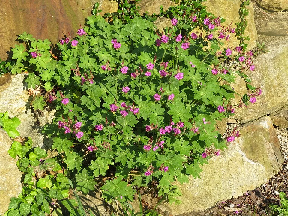 Illatos gólyaorr / Geranium macrorrhizum 'Ingwersen's Variety'