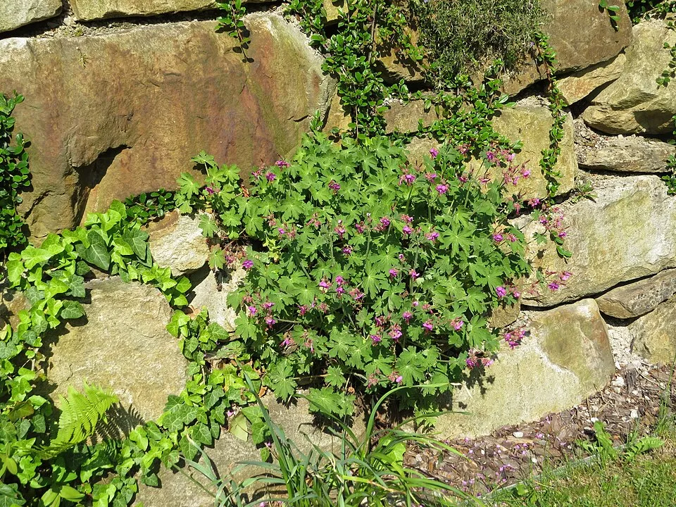 Illatos gólyaorr / Geranium macrorrhizum 'Ingwersen's Variety'